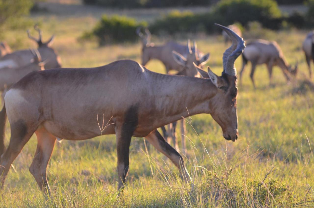 Lalibela Game Reserve Lentaba Safari Lodge Paterson Zewnętrze zdjęcie