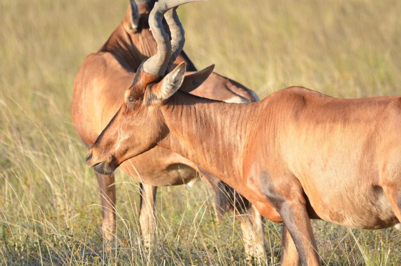 Lalibela Game Reserve Lentaba Safari Lodge Paterson Zewnętrze zdjęcie