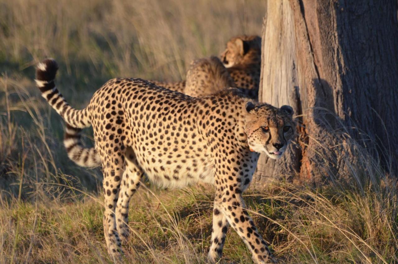 Lalibela Game Reserve Lentaba Safari Lodge Paterson Zewnętrze zdjęcie